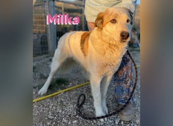 Milka - anhänglich und verspielt