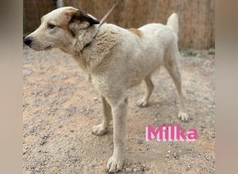 Milka - anhänglich und verspielt