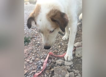 Milka - anhänglich und verspielt