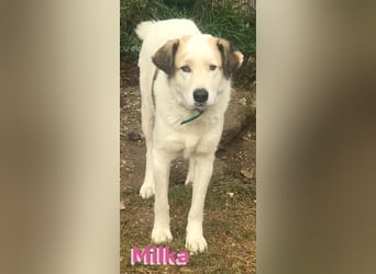 Milka - anhänglich und verspielt