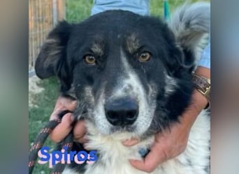 Spiros, 01/23 - freundlich und lernwillig