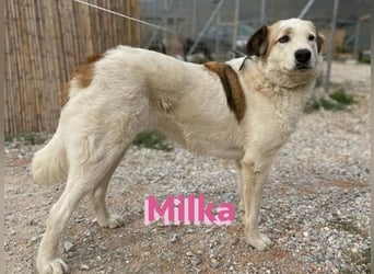 Milka - anhänglich und verspielt