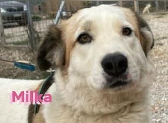 Milka - anhänglich und verspielt