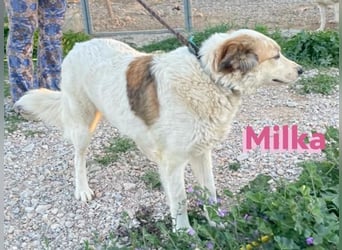 Milka - anhänglich und verspielt