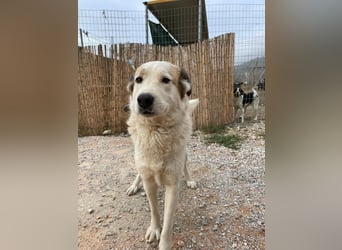 Milka - anhänglich und verspielt