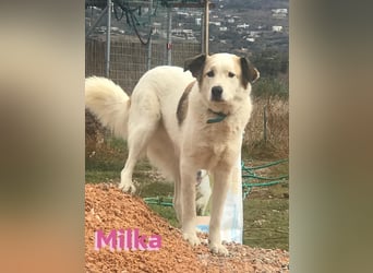 Milka - anhänglich und verspielt