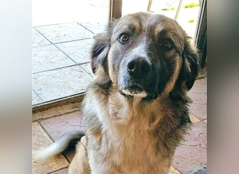 Darla- griechischer Schäferhund-Mischling