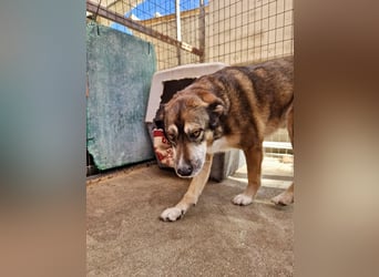 Abenteuerlustiger Knuddelbär SIMBA sucht eine Familie!