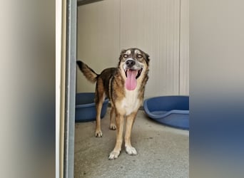 Abenteuerlustiger Knuddelbär SIMBA sucht eine Familie!