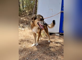 Abenteuerlustiger Knuddelbär SIMBA sucht eine Familie!