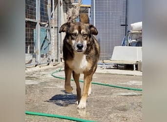 Abenteuerlustiger Knuddelbär SIMBA sucht eine Familie!