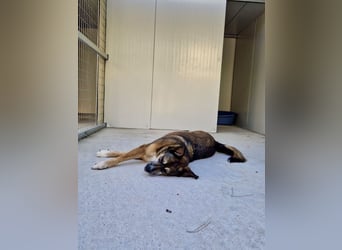 Abenteuerlustiger Knuddelbär SIMBA sucht eine Familie!