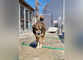 Abenteuerlustiger Knuddelbär SIMBA sucht eine Familie!