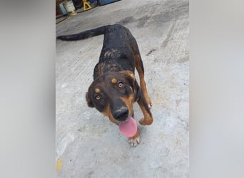 Philo, ein Hund zum verlieben❤️