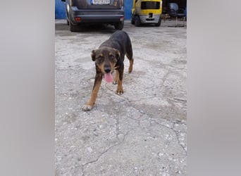 Philo, ein Hund zum verlieben❤️