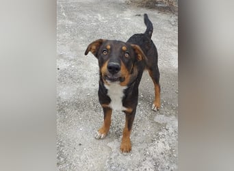 Philo, ein Hund zum verlieben❤️