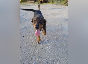 Philo, ein Hund zum verlieben❤️