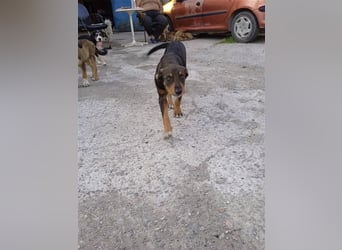 Philo, ein Hund zum verlieben❤️