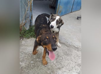 Philo, ein Hund zum verlieben❤️