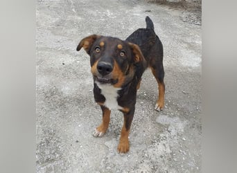 Philo, ein Hund zum verlieben❤️