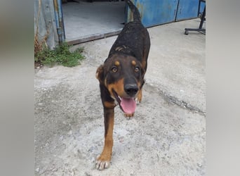 Philo, ein Hund zum verlieben❤️