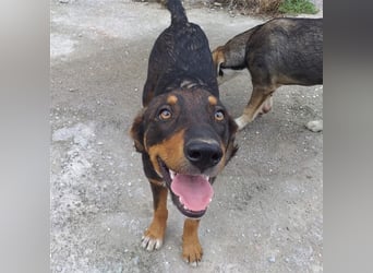 Philo, ein Hund zum verlieben❤️