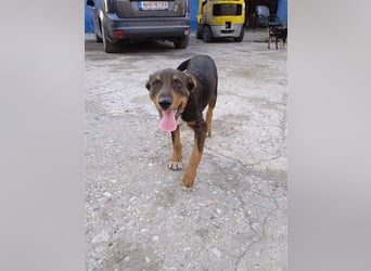 Philo, ein Hund zum verlieben❤️