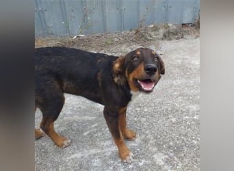 Philo, ein Hund zum verlieben❤️