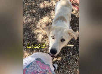 Liza3 geb. 11/2024 (GRC) - verspielte und neugierige Griechische Schäferhund Mix Welpin!