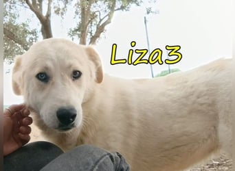 Liza3 geb. 11/2024 (GRC) - verspielte und neugierige Griechische Schäferhund Mix Welpin!
