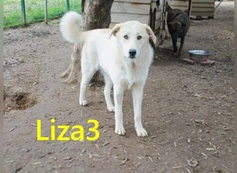 Liza3 geb. 03/2025 (GRC) - verspielte und neugierige Griechische Schäferhund Mix Welpin!
