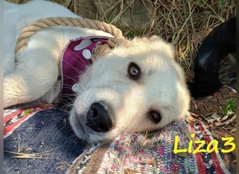 Liza3 geb. 11/2024 (GRC) - verspielte und neugierige Griechische Schäferhund Mix Hündin!