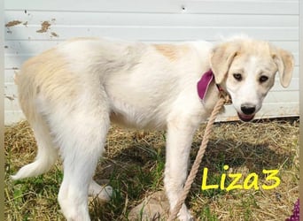 Liza3 geb. 11/2024 (GRC) - verspielte und neugierige Griechische Schäferhund Mix Hündin!