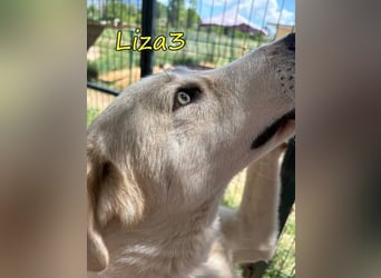 Liza3 geb. 11/2024 (GRC) - verspielte und neugierige Griechische Schäferhund Mix Hündin!