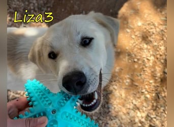 Liza3 geb. 11/2024 (GRC) - verspielte und neugierige Griechische Schäferhund Mix Welpin!