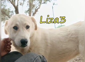 Liza3 geb. 11/2024 (GRC) - verspielte und neugierige Griechische Schäferhund Mix Hündin!