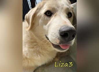Liza3 geb. 11/2024 (GRC) - verspielte und neugierige Griechische Schäferhund Mix Welpin!