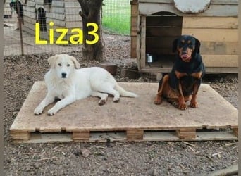 Liza3 geb. 03/2025 (GRC) - verspielte und neugierige Griechische Schäferhund Mix Welpin!