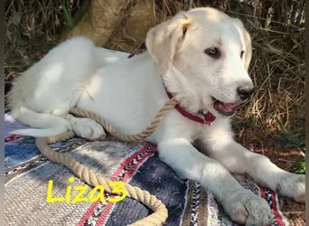 Liza3 geb. 11/2024 (GRC) - verspielte und neugierige Griechische Schäferhund Mix Hündin!