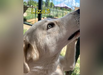 Liza3 geb. 11/2024 (GRC) - verspielte und neugierige Griechische Schäferhund Mix Welpin!