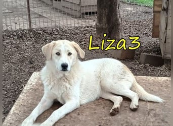 Liza3 geb. 11/2024 (GRC) - verspielte und neugierige Griechische Schäferhund Mix Welpin!