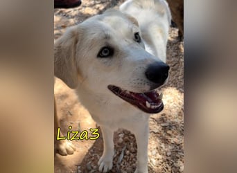 Liza3 geb. 11/2024 (GRC) - verspielte und neugierige Griechische Schäferhund Mix Welpin!