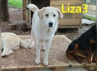 Liza3 geb. 03/2025 (GRC) - verspielte und neugierige Griechische Schäferhund Mix Welpin!