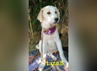 Liza3 geb. 11/2024 (GRC) - verspielte und neugierige Griechische Schäferhund Mix Hündin!