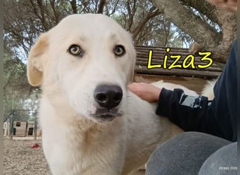 Liza3 geb. 11/2024 (GRC) - verspielte und neugierige Griechische Schäferhund Mix Welpin!