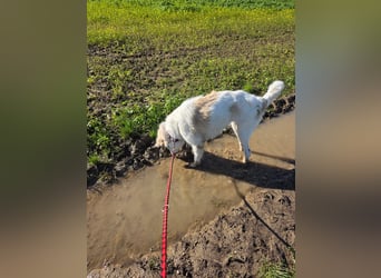 Wally, menschenbezogen, verspielt, sozial