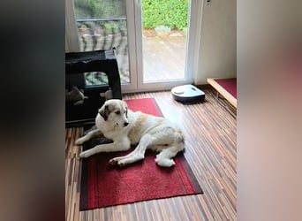 Wally, menschenbezogen, verspielt, sozial