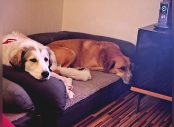 Wally, menschenbezogen, verspielt, sozial