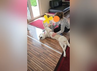 Wally, menschenbezogen, verspielt, sozial