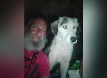 Parvati, schöne Junghündin sucht HSH erfahrenes Zuhause